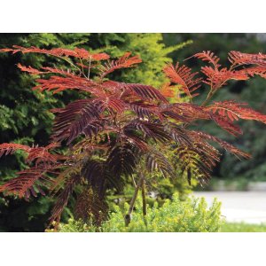 Albízia čokoládová (Albizia julibrissin) ´CHOCOLATE FOUNTAIN´ ® - výška 40-60 cm, kont. C3L